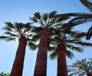 Apartamentos Les Palmeres - hotel en Platja d´Aro