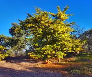 Finca la Viriñuela - hotel en Galaroza