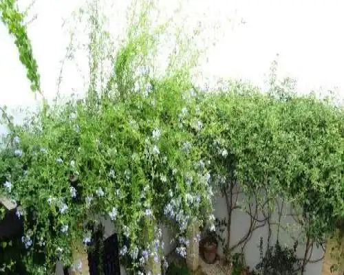 Casa la Loba - Medina Sidonia